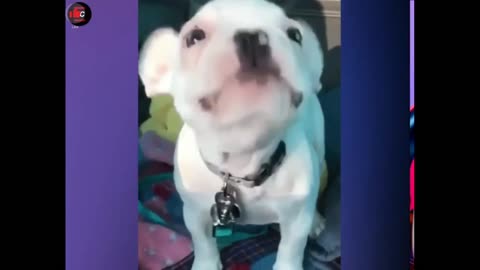 Funny videos 🤣🤣Cats 😺 dogs 🐶