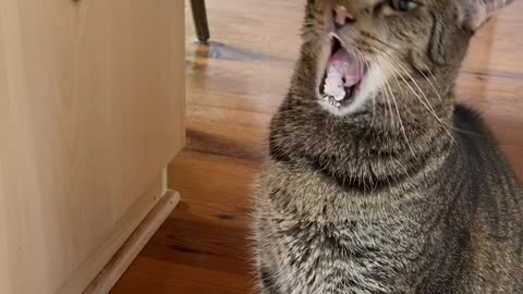 Ice Cream Causes Cat Brain Freeze