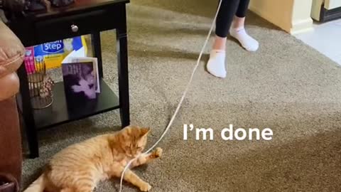 funny cat videos