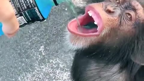 Hyper Monkey Gets a Taste of Energy Drink - You Won't Believe What Happens Next