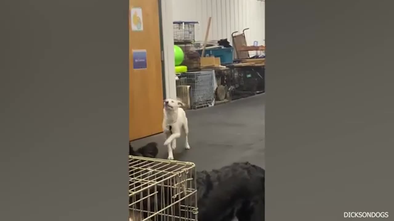 Cat and dog very funny video