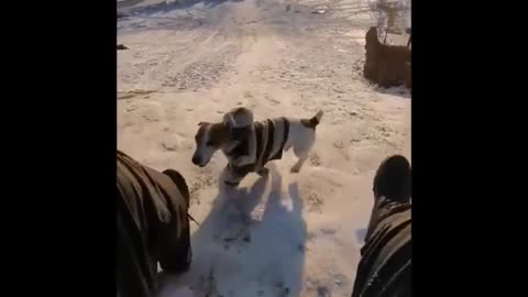 Приколы про собак 2017 Ну очень Смешные собаки Приколы с собаками Собаки Funny Dogs 2017 犬 犬について