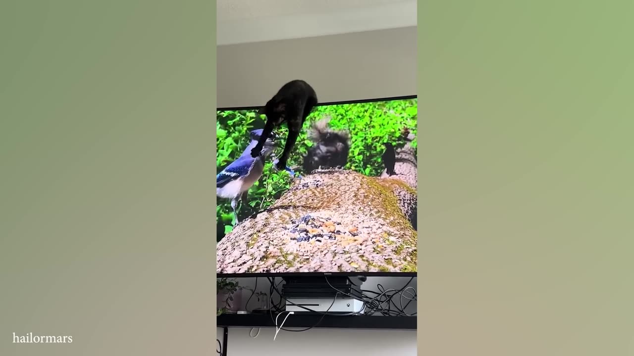 Sneaky Cats with Hidden Agendas