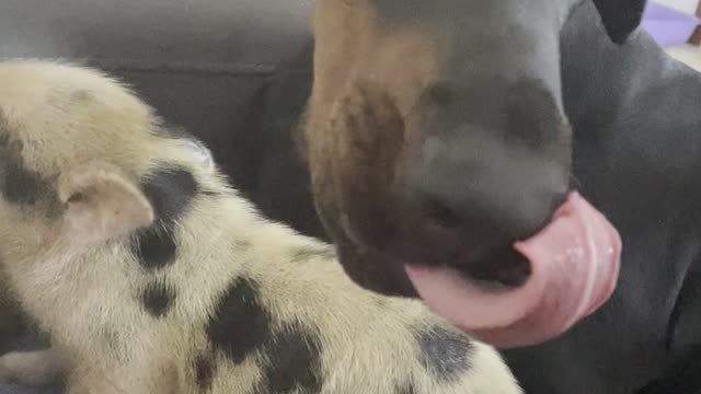 Doberman and Piglet Drink From Bottle