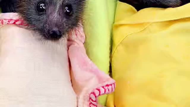 Animals you haven’t seen as babies 🥺