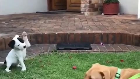 supper funny dogs video