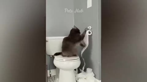 Funny dog and cats