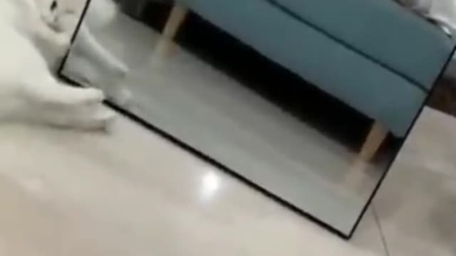 Funny And Cute Cat'S Life Cats And Owners Are The Best Friends Videos