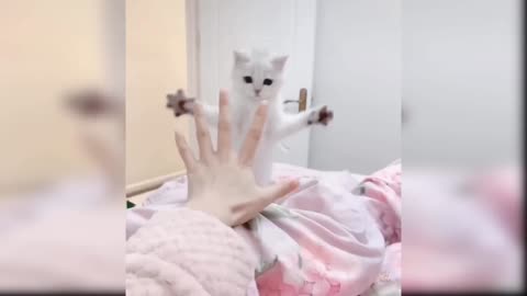 Baby_Cats_-_Cute_and_funny_Videos_Compilation