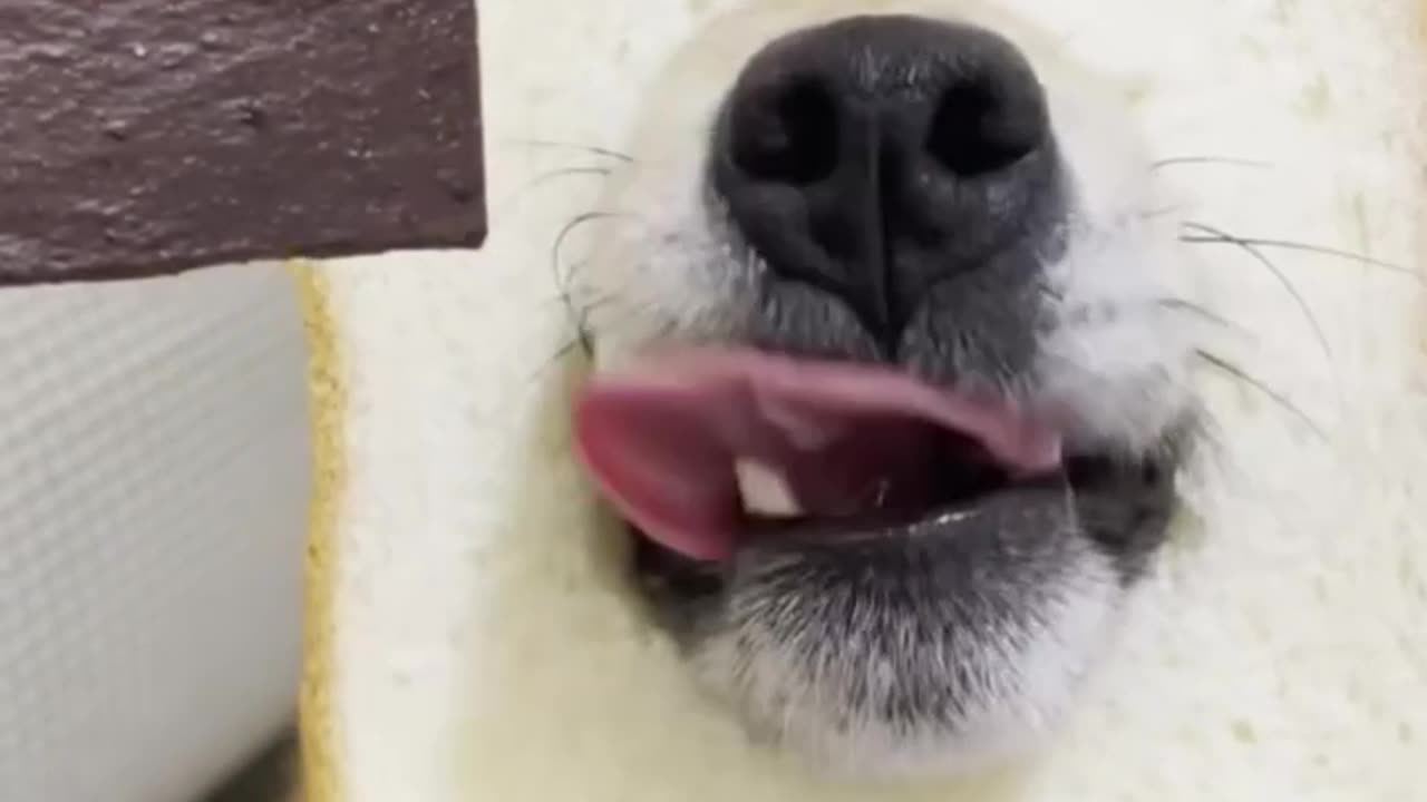 This dog matches the bread mask