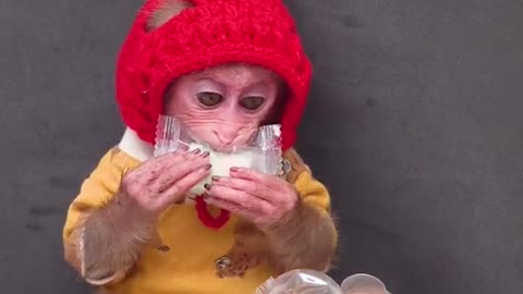 Cute monkey mukbang candy