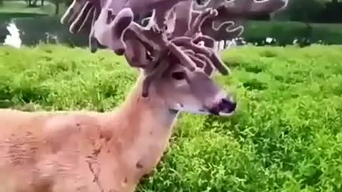 Lovely animals