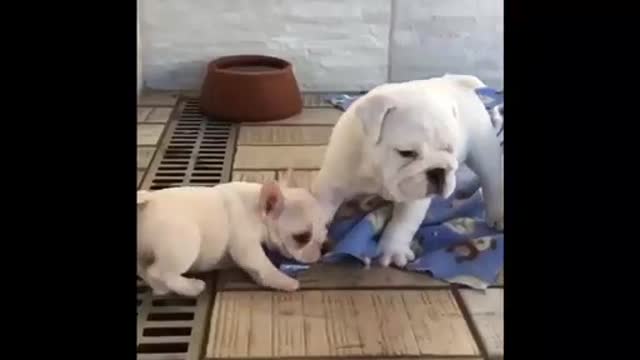 Funny dog Puppies