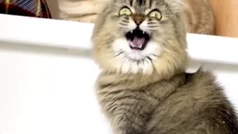 Scary cat smile 😲😰
