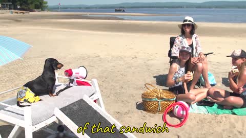 Ep 2_ Crusoe the Dachshund Lifeguard - Funny Dog at the Beach