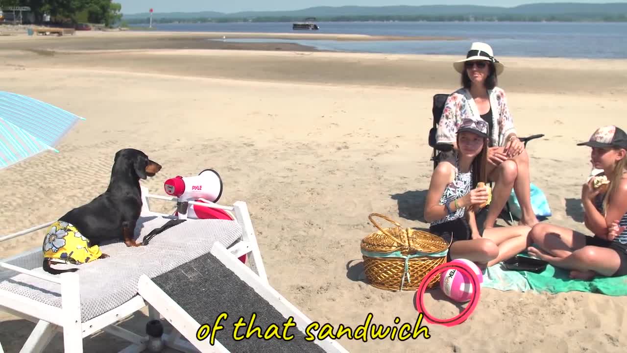 Ep 2_ Crusoe the Dachshund Lifeguard - Funny Dog at the Beach