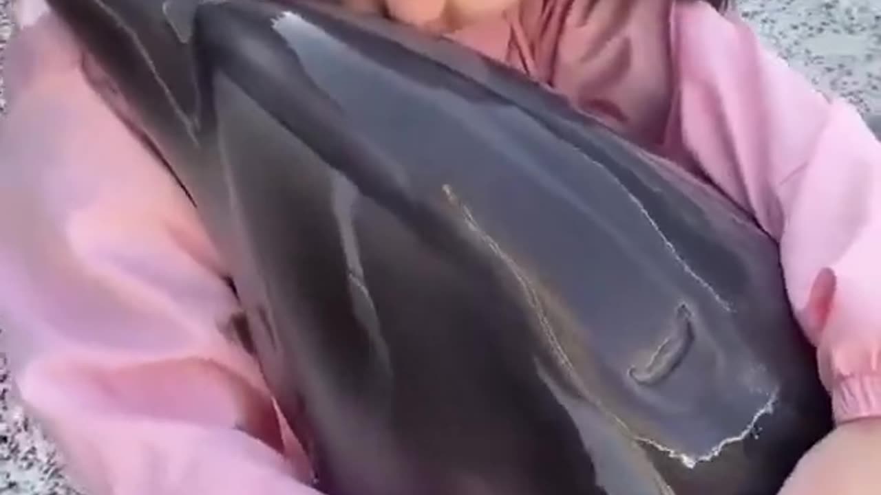 cute dolphin playing with its human friend