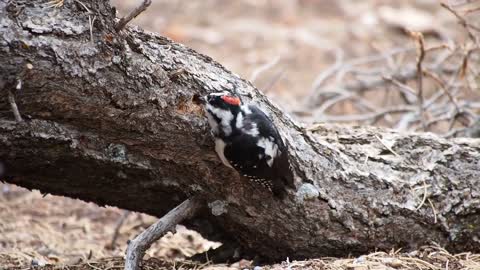 Funny pelatuk bird