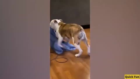 Dogs and Cats, Baby Pets Funny Videos