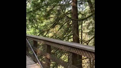 Nature and travel: Lynn Canyon Park and Suspension Bridge