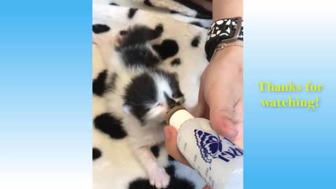 Cute, Funny and Heart-Warming Animals