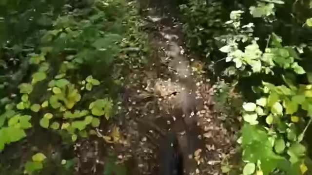 Fire Marshall to Firemans Descent trails