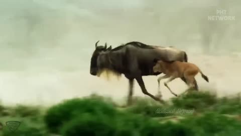 Unbelievable! Terrifying Revenge Of Gorilla King When Discovering Leopard Pride Tracking Him