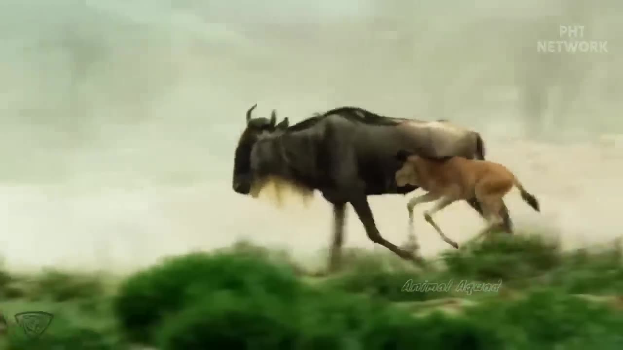 Unbelievable! Terrifying Revenge Of Gorilla King When Discovering Leopard Pride Tracking Him