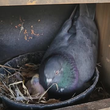 Flock it Farm: Shirley Pigeon feeding his baby