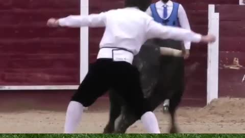 unbelievably fast-moving bull to charge 😊 #shorts