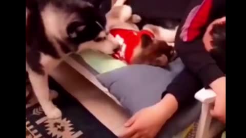 Share today 2 - cute pet debut