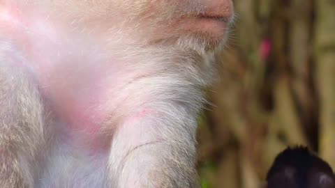 Extremely Cute baby monkey reactions 🥰🥰 | Cute & Funny animal videos