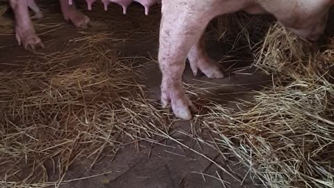 02 #pig #pigs #piggy #pigsofinstagram #piglet #minipig #piggies #oink #petpig