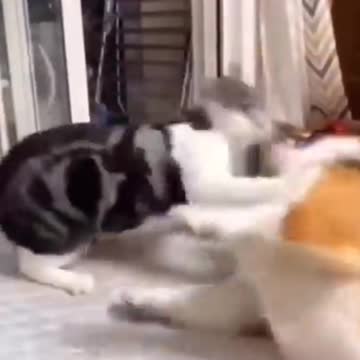 cat vs dog fight