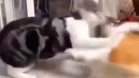 cat vs dog fight