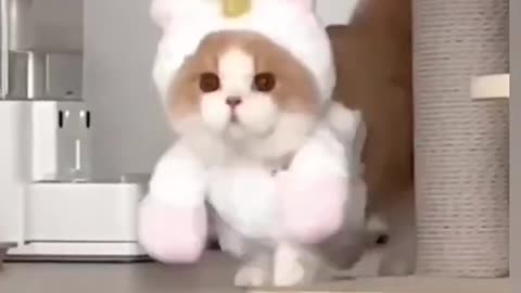 Cute Dressed Cat