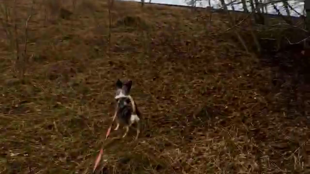 Pussel är våryr🐕😊💕