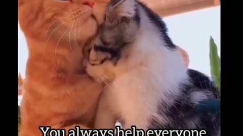 "Cats Gone Wild: Hilarious Cat Antics!"
