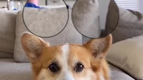 Cute and Funny Dogs Video Compilation 2021 _ Funniest Animals Video