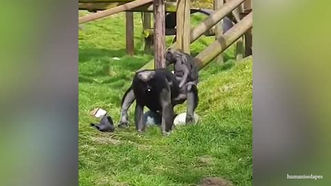 30 Interesting Animal Moments Caught On Camera Will Make You Laugh
