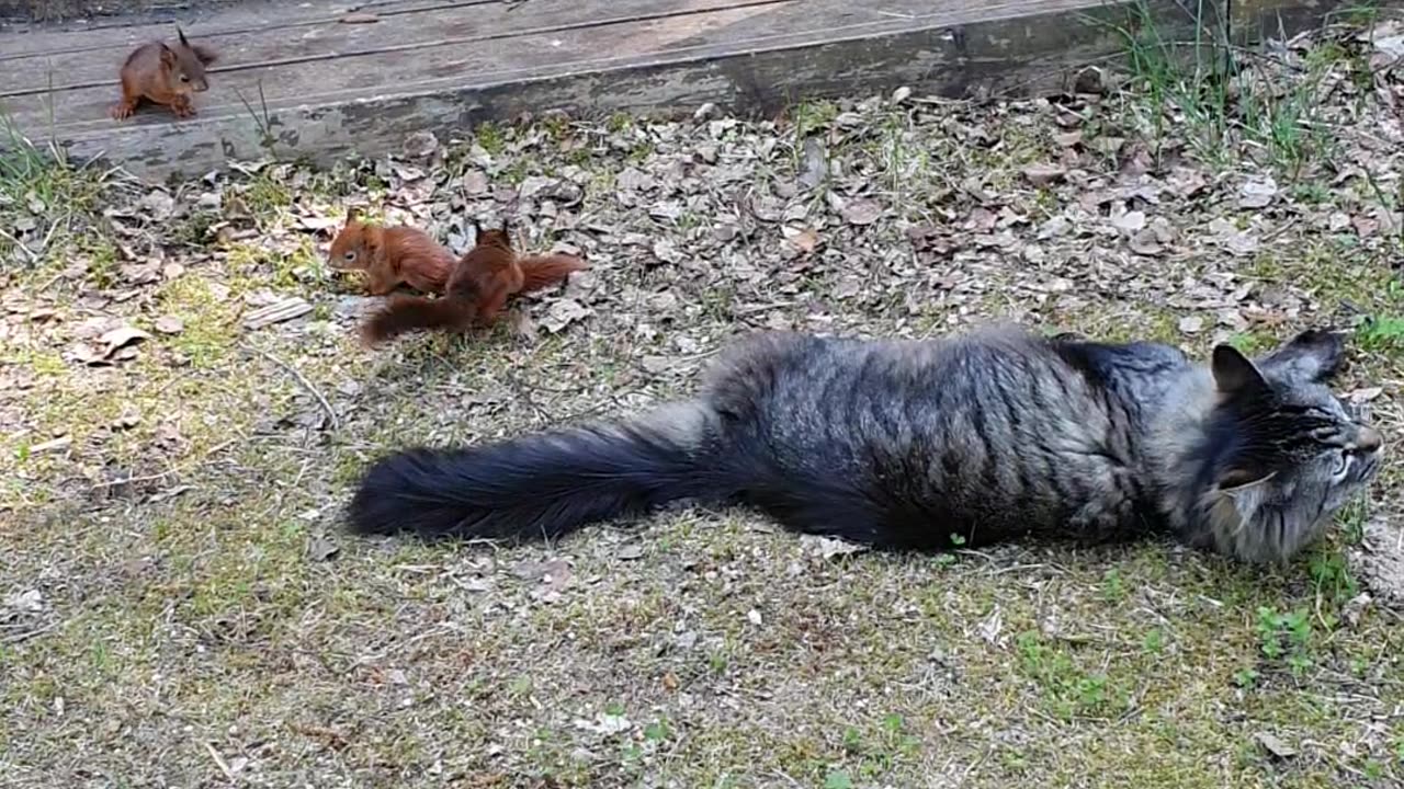 Cat Plays With Friendly Squirrels