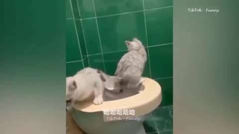 Cats in washroom