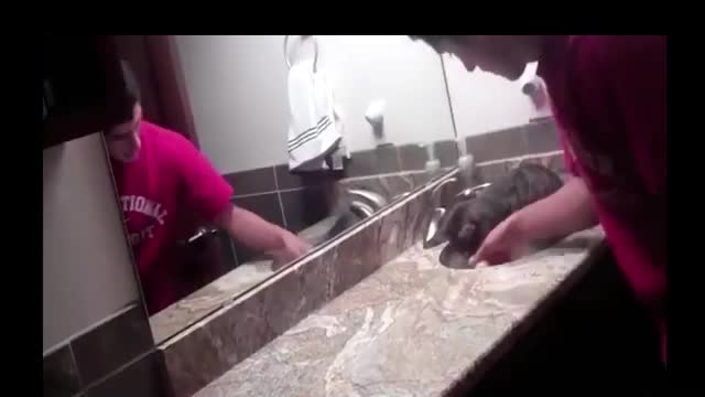 funny cats