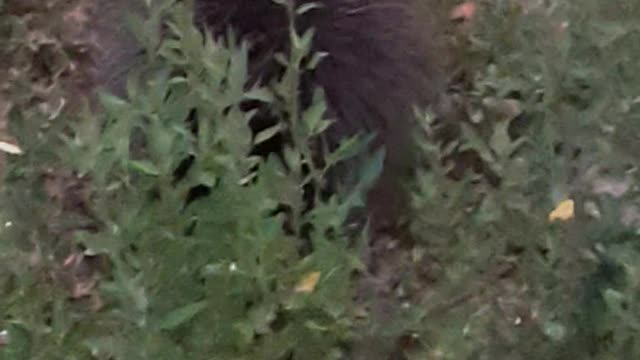Porcupine