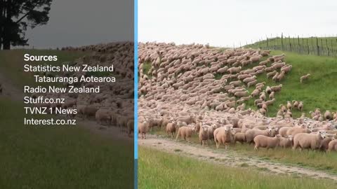 How NZ Farmers Shear 25,000 Sheep In 10 Days