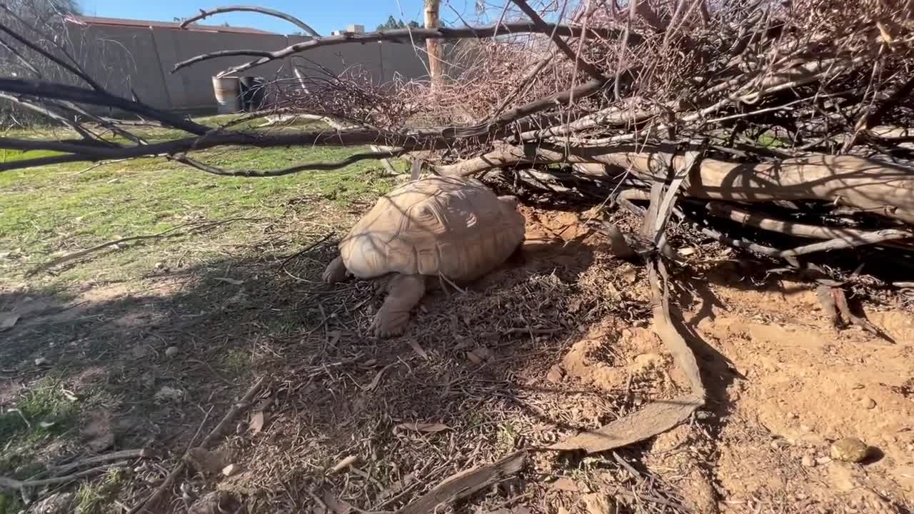 Tortoise Laying Eggs-1