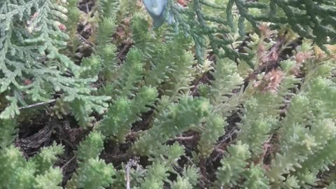 Sedum and cypress flower