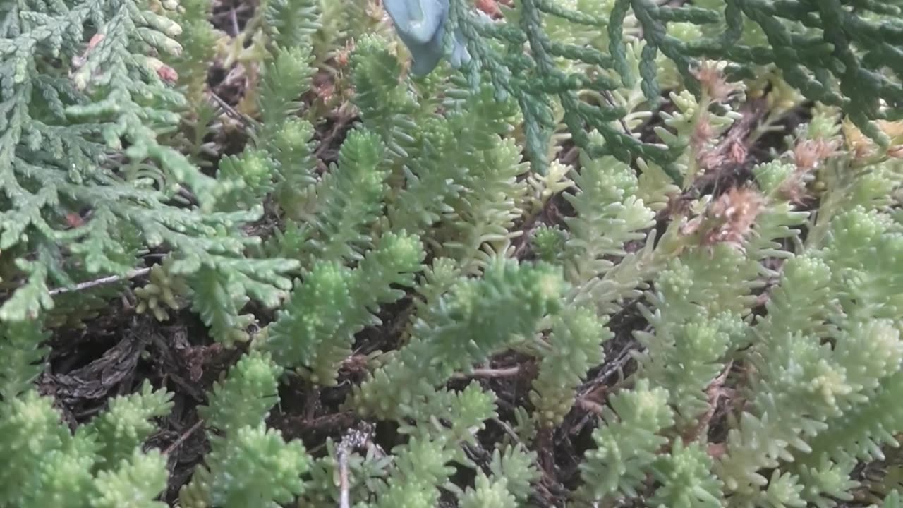 Sedum and cypress flower