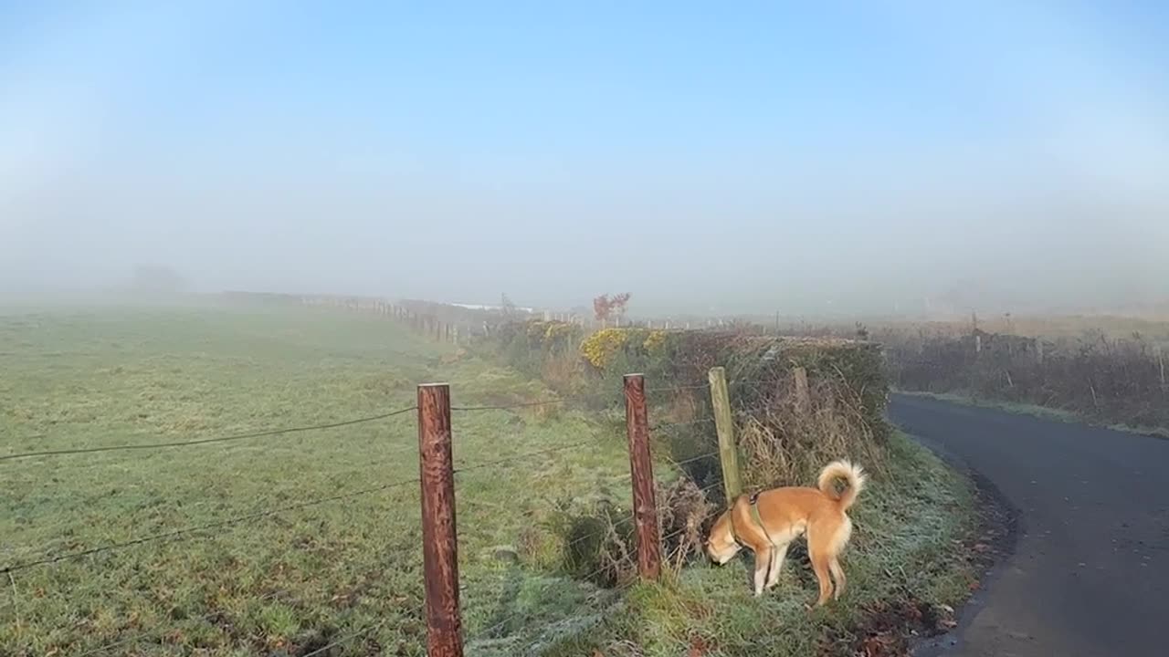 Fog Bow Spotted in the Fields