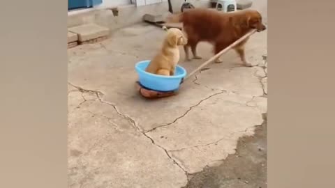 Most funny animal videos